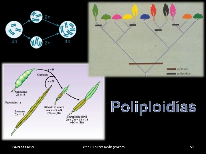 Poliploidías Eduardo Gómez Tema 4: La revolución genética 58 