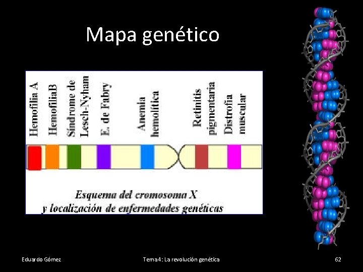 Mapa genético Eduardo Gómez Tema 4: La revolución genética 62 