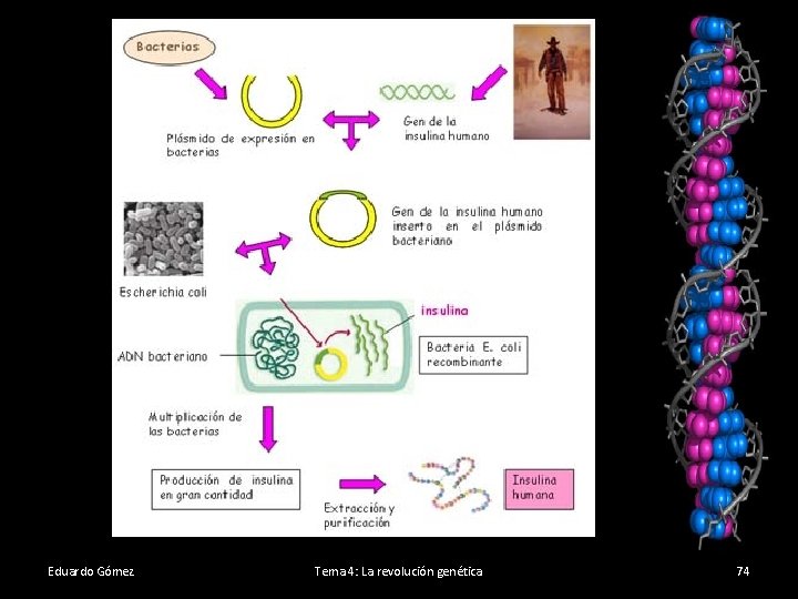 Eduardo Gómez Tema 4: La revolución genética 74 