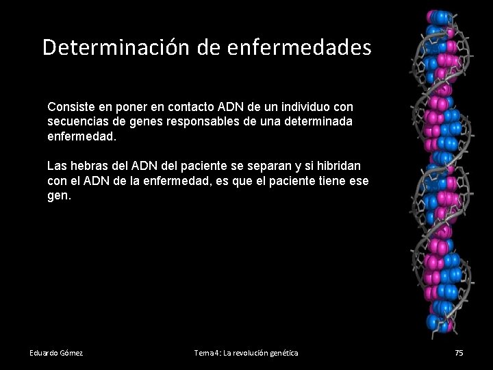 Determinación de enfermedades Consiste en poner en contacto ADN de un individuo con secuencias