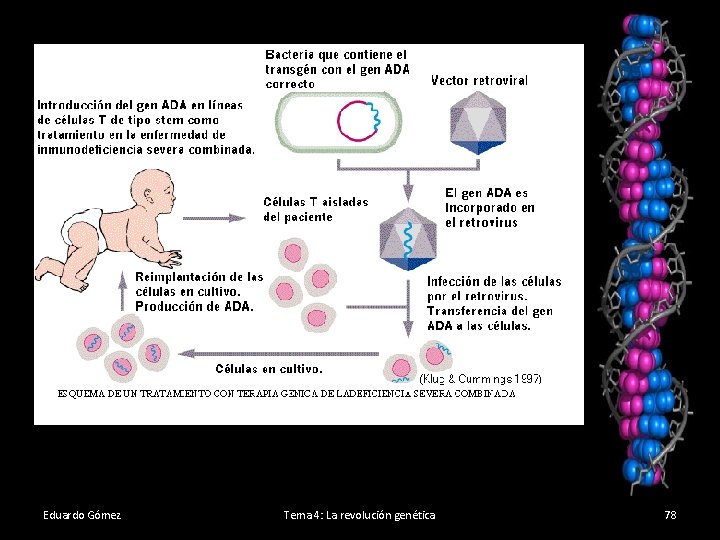 l Eduardo Gómez Tema 4: La revolución genética 78 