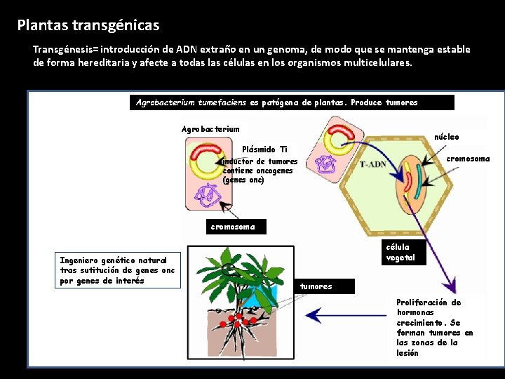Plantas transgénicas Transgénesis= introducción de ADN extraño en un genoma, de modo que se