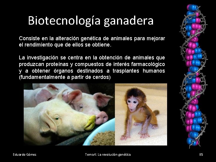 Biotecnología ganadera Consiste en la alteración genética de animales para mejorar el rendimiento que