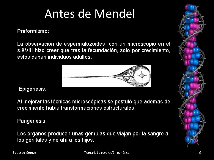 Antes de Mendel Preformismo: La observación de espermatozoides con un microscopio en el s.