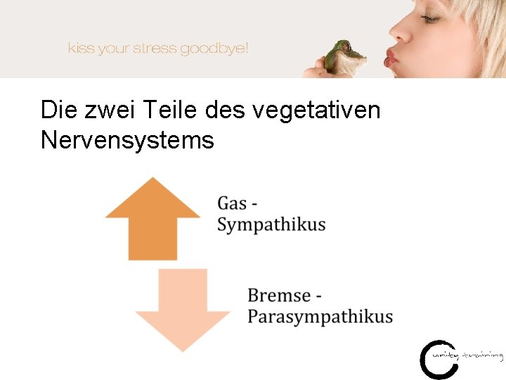 Die zwei Teile des vegetativen Nervensystems 