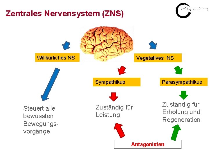 Zentrales Nervensystem (ZNS) Willkürliches NS Steuert alle bewussten Bewegungsvorgänge Vegetatives NS Sympathikus Parasympathikus Zuständig
