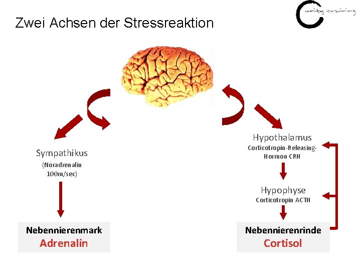 Zwei Achsen der Stressreaktion Hypothalamus Sympathikus Corticotropin-Releasing. Hormon CRH (Noradrenalin 100 m/sec) Hypophyse Corticotropin