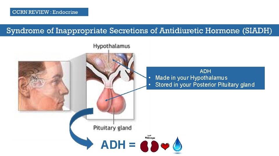 ADH • Made in your Hypothalamus • Stored in your Posterior Pituitary gland ADH