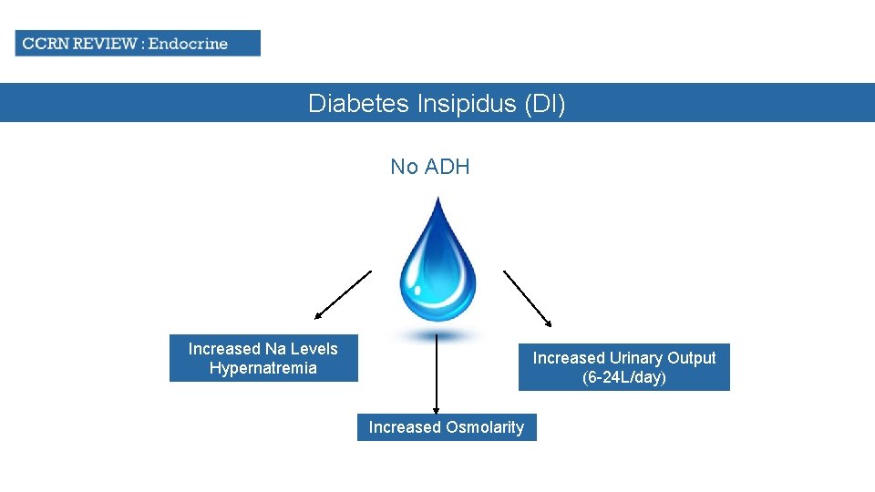 Diabetes Insipidus (DI) No ADH Increased Na Levels Hypernatremia Increased Urinary Output (6 -24