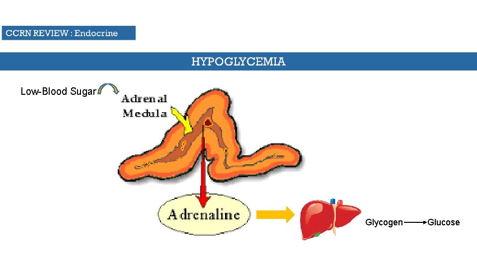 Low-Blood Sugar Glycogen Glucose 