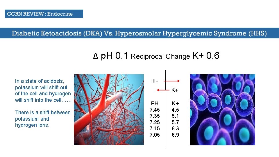 Δ p. H 0. 1 Reciprocal Change K+ 0. 6 In a state of