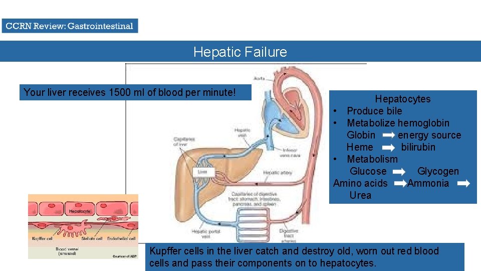 Hepatic Failure Your liver receives 1500 ml of blood per minute! Hepatocytes • Produce