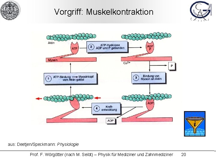 Vorgriff: Muskelkontraktion aus: Deetjen/Speckmann: Physiologie Prof. F. Wörgötter (nach M. Seibt) -- Physik für