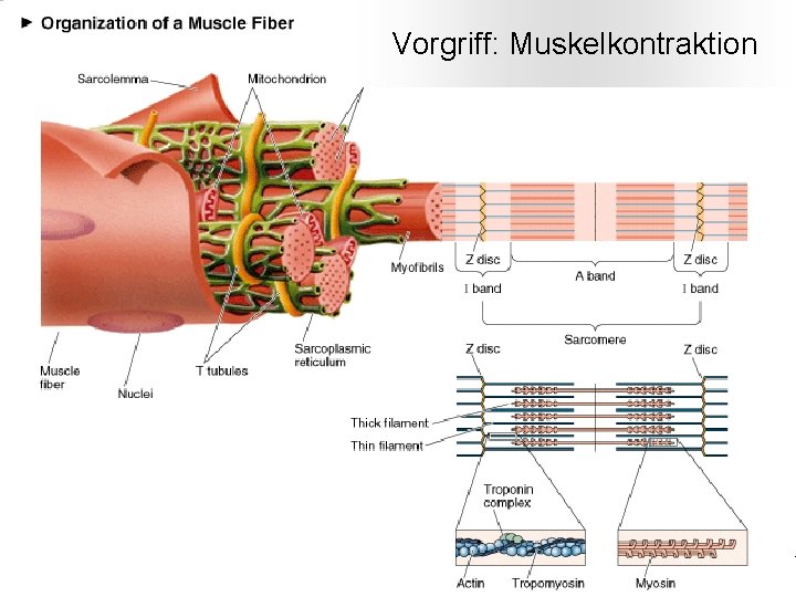 Vorgriff: Muskelkontraktion Prof. F. Wörgötter (nach M. Seibt) -- Physik für Mediziner und Zahnmediziner