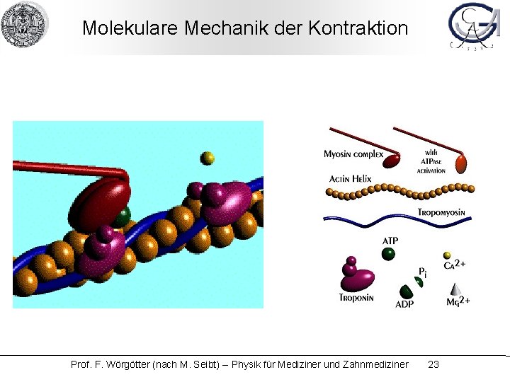 Molekulare Mechanik der Kontraktion Prof. F. Wörgötter (nach M. Seibt) -- Physik für Mediziner