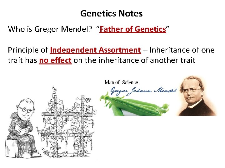 Genetics Notes Who is Gregor Mendel? “Father of Genetics” Principle of Independent Assortment –
