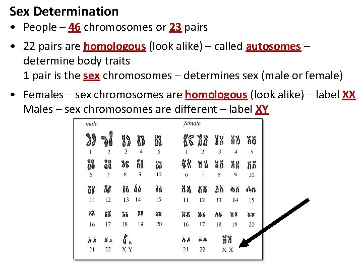 Sex Determination • People – 46 chromosomes or 23 pairs • 22 pairs are