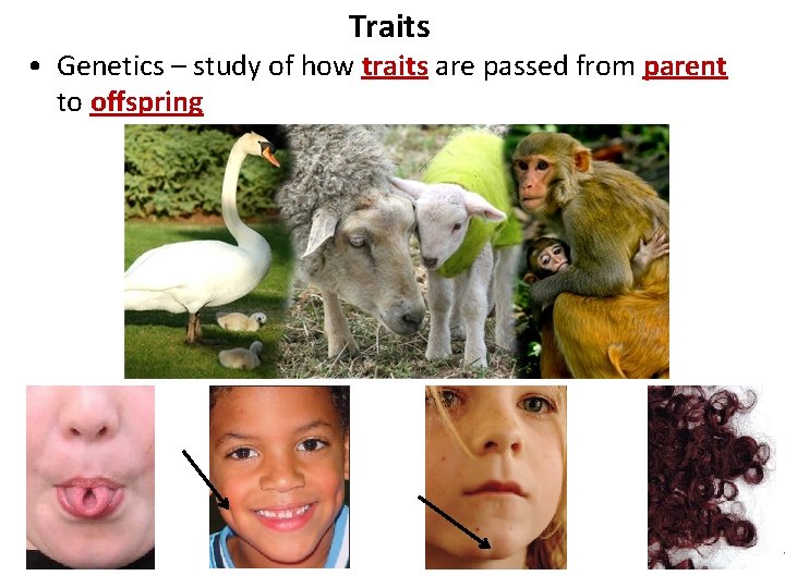 Traits • Genetics – study of how traits are passed from parent to offspring