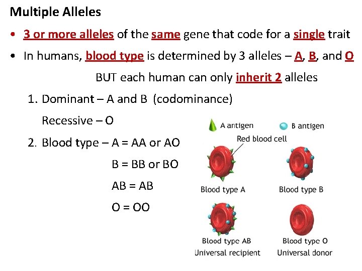Multiple Alleles • 3 or more alleles of the same gene that code for