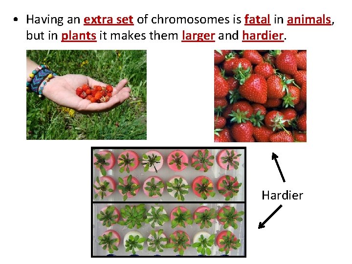  • Having an extra set of chromosomes is fatal in animals, but in