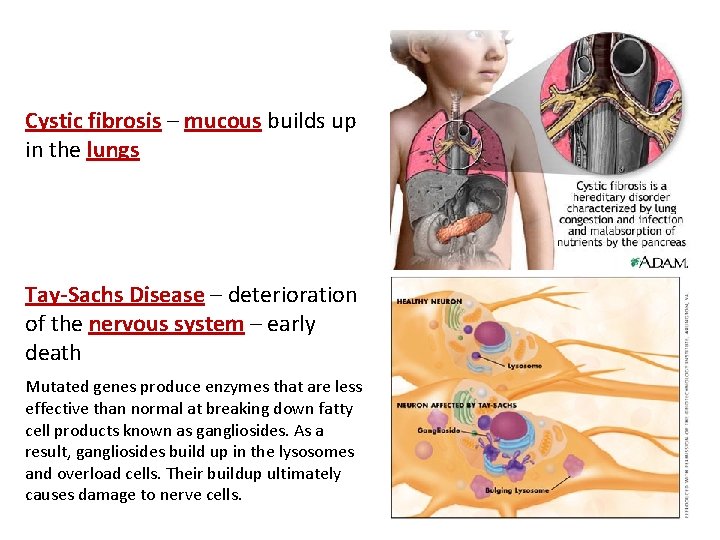 Cystic fibrosis – mucous builds up in the lungs Tay-Sachs Disease – deterioration of