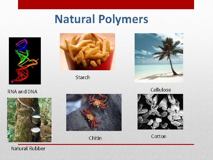 Natural Polymers Starch Cellulose RNA and DNA Chitin Natural Rubber Cotton 