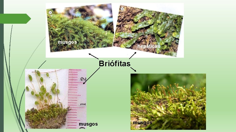 musgos hepáticas Briófitas musgos 