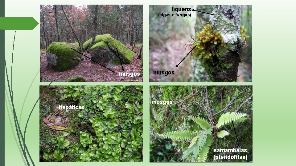 líquens (algas e fungos) musgos hepáticas musgos samambaias (pteridófitas) 