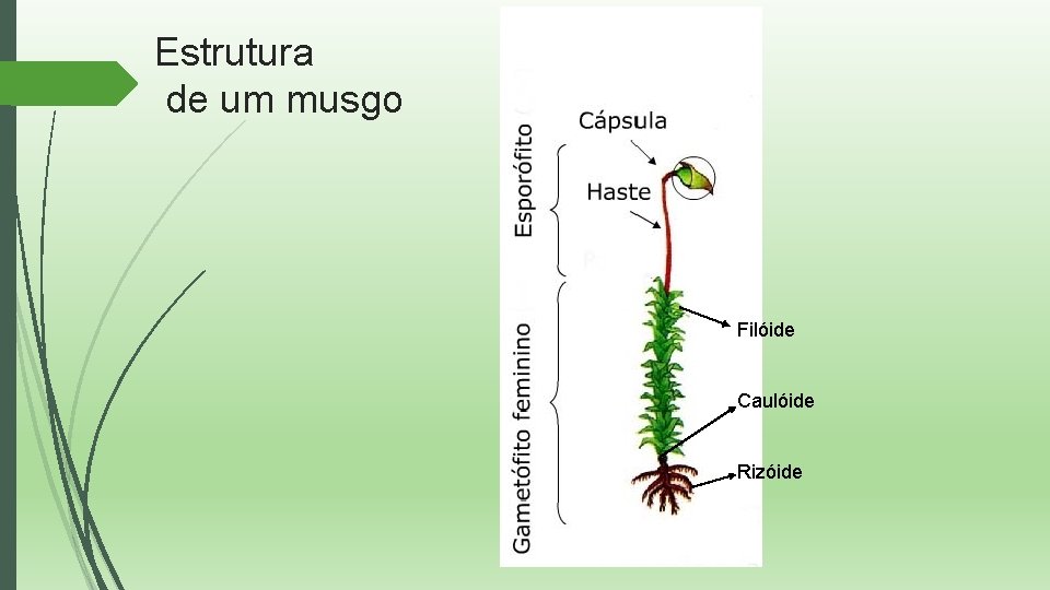 Estrutura de um musgo Filóide Caulóide Rizóide 