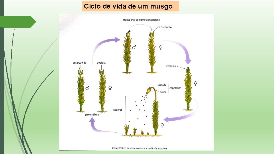 Ciclo de vida de um musgo 