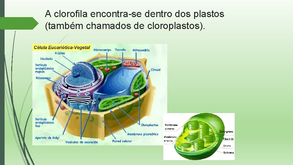 A clorofila encontra-se dentro dos plastos (também chamados de cloroplastos). 