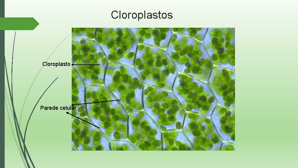 Cloroplastos Cloroplasto Parede celular 