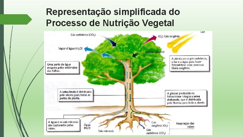 Representação simplificada do Processo de Nutrição Vegetal 