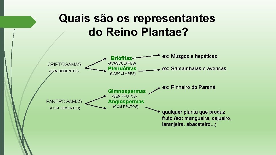 Quais são os representantes do Reino Plantae? Briófitas CRIPTÓGAMAS (SEM SEMENTES) ex: Musgos e