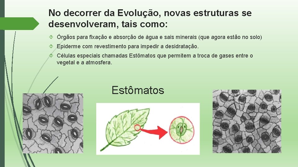 No decorrer da Evolução, novas estruturas se desenvolveram, tais como: Órgãos para fixação e