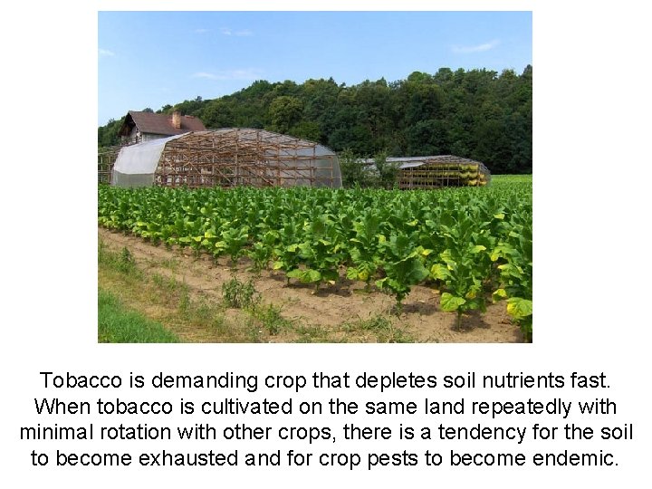 Tobacco is demanding crop that depletes soil nutrients fast. When tobacco is cultivated on