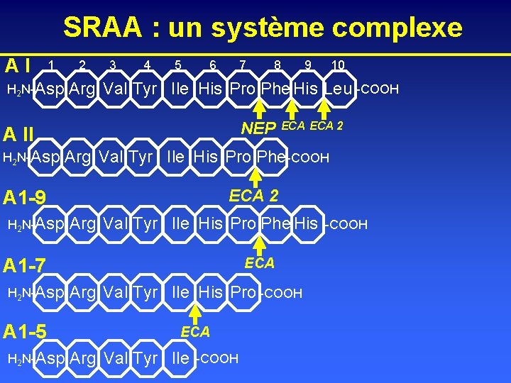 SRAA : un système complexe AI 1 2 H 2 N-Asp Arg 3 4
