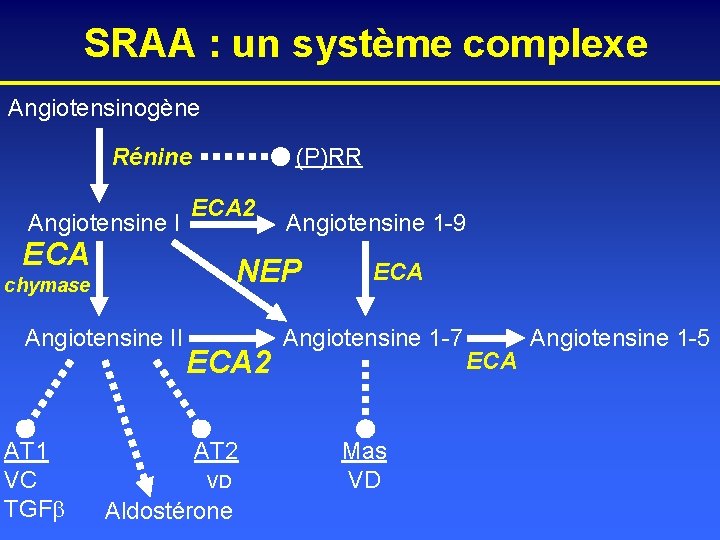 SRAA : un système complexe Angiotensinogène Rénine Angiotensine I ECA chymase Angiotensine II (P)RR
