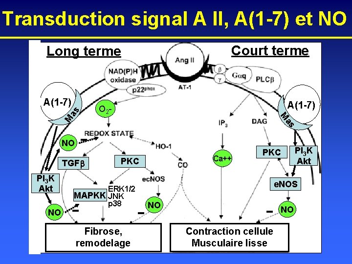 Transduction signal A II, A(1 -7) et NO Court terme Long terme A(1 -7)