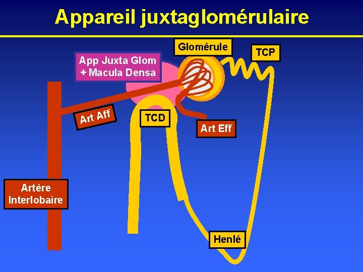 Appareil juxtaglomérulaire Glomérule App Juxta Glom + Macula Densa ff Art A TCD Art