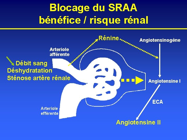 Blocage du SRAA bénéfice / risque rénal Rénine Angiotensinogène Arteriole afférente Débit sang Déshydratation