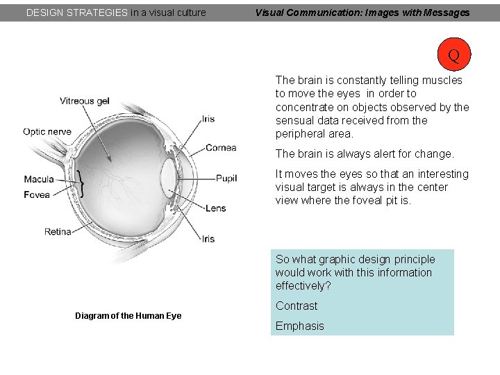 DESIGN STRATEGIES in a visual culture Visual Communication: Images with Messages Q The brain