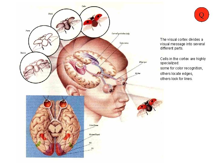DESIGN STRATEGIES in a visual culture Visual Communication: Images with Messages Q The visual DESIGN STRATEGIES in a visual culture Visual Communication: Images with Messages Q The visual