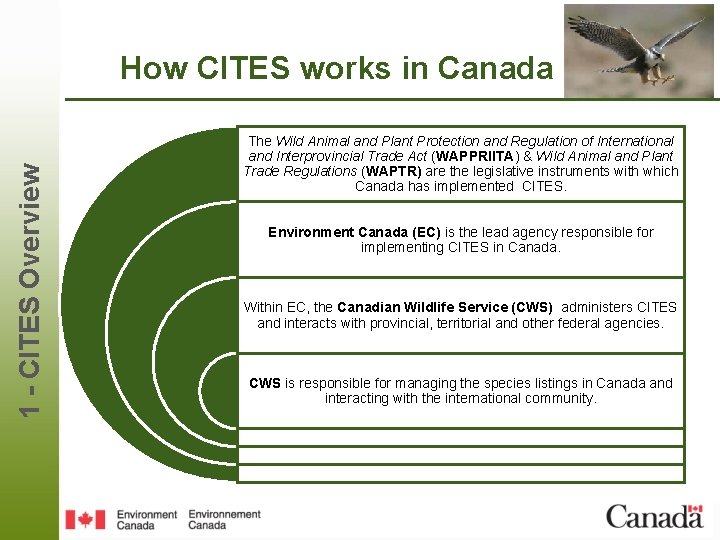 1 - CITES Overview How CITES works in Canada The Wild Animal and Plant