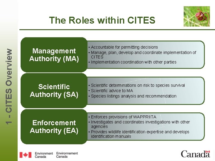1 - CITES Overview The Roles within CITES Management Authority (MA) • Accountable for