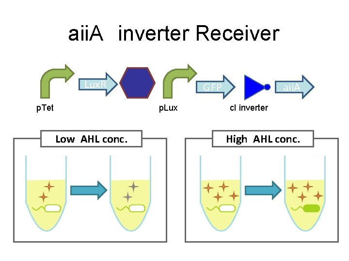 aii. A　inverter Receiver Lux. R p. Tet GFP p. Lux Low AHL conc. aii.
