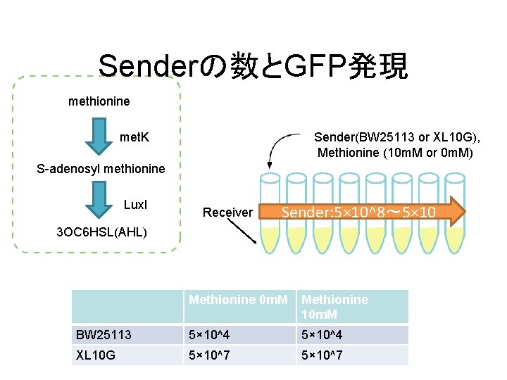 Senderの数とGFP発現 methionine met. K Sender(BW 25113 or XL 10 G), Methionine (10 m. M