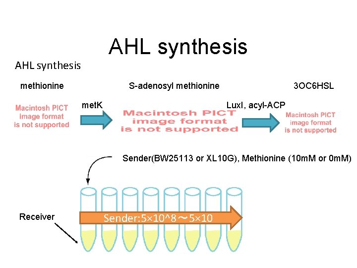AHL synthesis methionine S-adenosyl methionine met. K 3 OC 6 HSL Lux. I, acyl-ACP