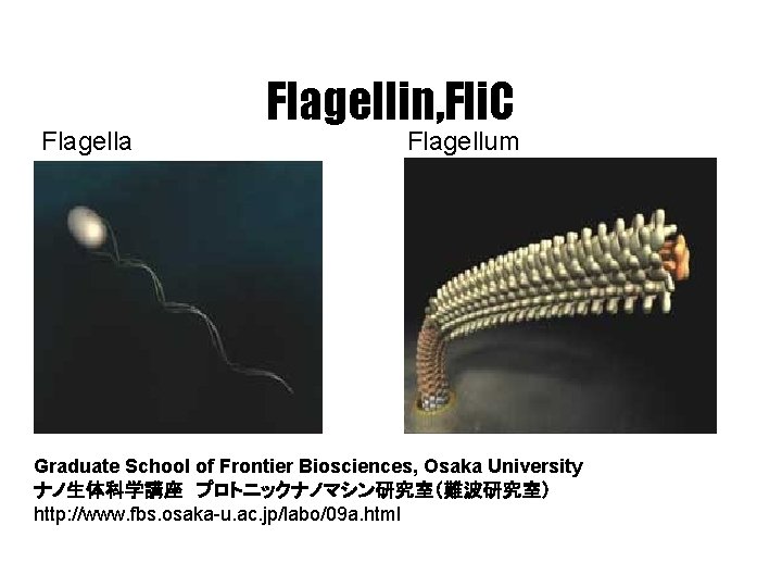 Flagella Flagellin, Fli. C Flagellum Graduate School of Frontier Biosciences, Osaka University ナノ生体科学講座　プロトニックナノマシン研究室（難波研究室） http: