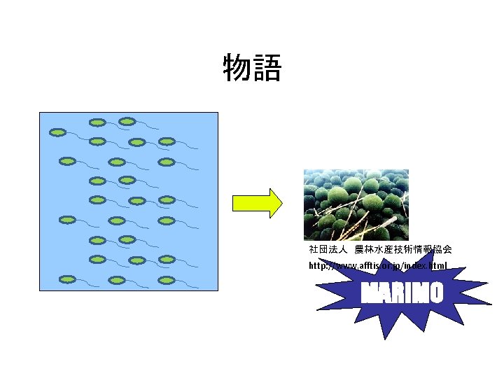 物語 社団法人　農林水産技術情報協会 http: //www. afftis. or. jp/index. html MARIMO 